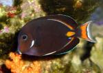   (Acanthurus achilles), M 