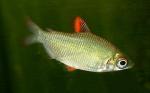   (Distichodus affinis), M 