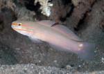 - ,   (Amblygobius decussatus), M 