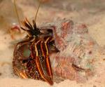 -  (Paguridae Gen. sp.), S 