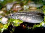   (Macrognathus aculeatus), L 