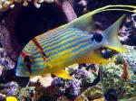  ,   (Symphorichthys spilurus), L 