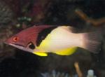  ,   (Bodianus mesothorax), M 