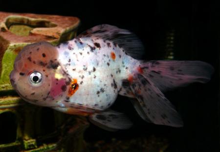   (Carassius auratus var.), M 