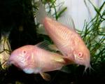   -  (Corydoras paleatus var. albino), XL 