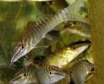   (Syncrossus hymenophysa, Botia hymenophysa), L