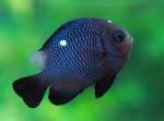  , - (Dascyllus trimaculatus), L