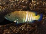  ,   (Cephalopholis argus), L