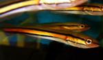   (Channa micropeltes), S 