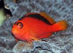  ,  ,   (Neocirrhites armatus), M 