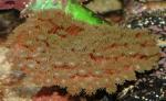  (Turbinaria sp.), L 