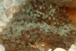Актиния пузырчатая кирпичная (Entacmaea quadricolor, Physobrachia ramsayi), S 