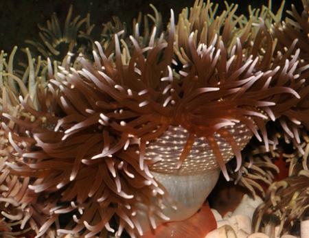    (Macrodactyla doreensis, Actinia tenebrosa), L 