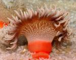   (Macrodactyla doreensis, Actinia tenebrosa), S 