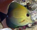   (Zebrasoma scopas), L 