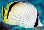  ,  , ,  (Chaetodon vagabundus, Chaetodon pictus), M