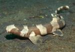 Акула кошачья коричневополосая (Chiloscyllium punctatum), L 
