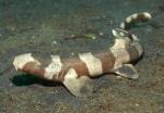    (Chiloscyllium punctatum), L 