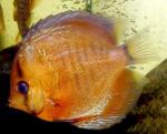    (Symphysodon aequifasciatus var.), S 