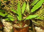  ,   (Cryptocoryne willisii, Cryptocoryne axelrodii, Cryptocoryne undulata), M   