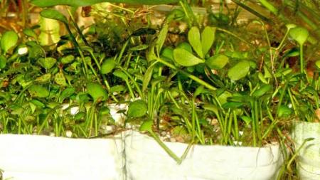 Марсилия городчатая, Марсилия четырехлистная (Marsilea crenata, Marsilea quadrifolia), M в горшке 