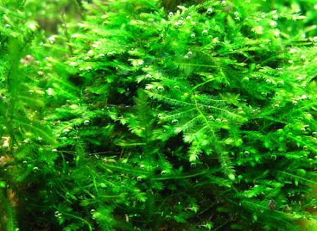   (Vesicularia dubyana, Taxyphyllum dubyana), M   
