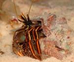 -  (Paguridae Gen.sp.), L 