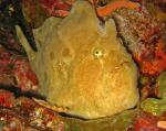 ,  ,   (Antennarius commerson), XL 