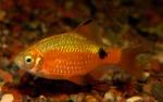   (Puntius conchonius, Barbus conchonius), S
