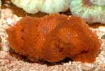   (Blastomussa wellsi), S 