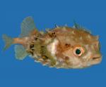-  (Diodon liturosus), M 