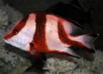   ,   (Lutjanus sebae), S 