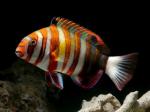   (Choerodon fasciatus, Lienardella fasciata), M