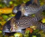   (Corydoras leopardus), L 