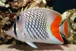   ,   (Chaetodon xanthurus), M 
