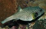  ,  ,   (Arothron hispidus), L 