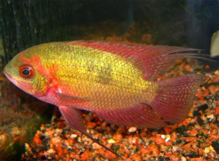 ,   (Hypselecara temporalis, Cichlasoma temporale), S