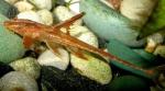   (Rineloricaria sp. "red"), L 