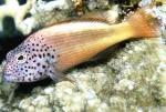   ,    (Paracirrhites forsteri), L 