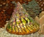 -   (Trochus virgatus), L 