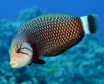  , -,  - (Novaculichthys taeniourus), S 
