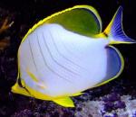  ,  (Chaetodon xanthocephalus), M 