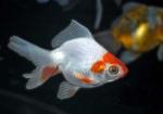   (Carassius auratus var.), S 