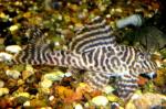    L066 (Hypancistrus sp. L066), L 