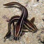   ,   (Plotosus lineatus, Plotosus anguillaris), M 