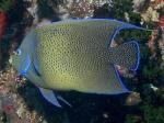  ,  (Pomacanthus semicirculatus), L 