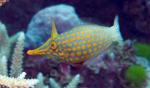  ,   (Oxymonacanthus longirostris), M 