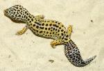  (Eublepharis macularius), XL 