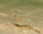  ,    (Urocaridella antonbruunii), M 