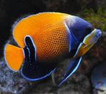    (Pomacanthus navarchus, Euxiphipops navarchus), L 